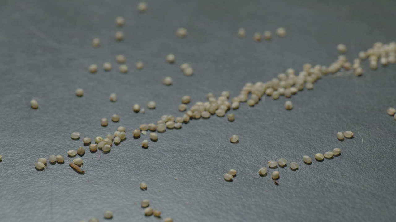 stored food insect larvae crawling in the millet grains fallen on the ground, 4k, stable shot