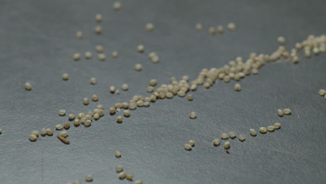 stored food insect larvae crawling in the millet grains fallen on the ground, 4k, stable shot