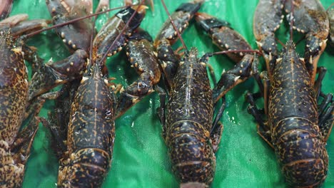 fresh lobsters on display at a market