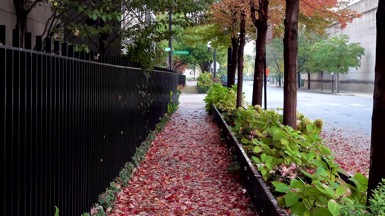 도시의 붉은 단풍으로 뒤덮인 보도