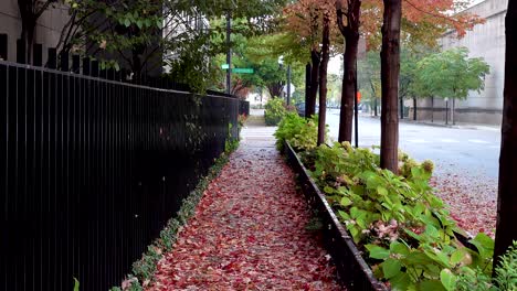 sidewalk covered in red autumn leaves in city