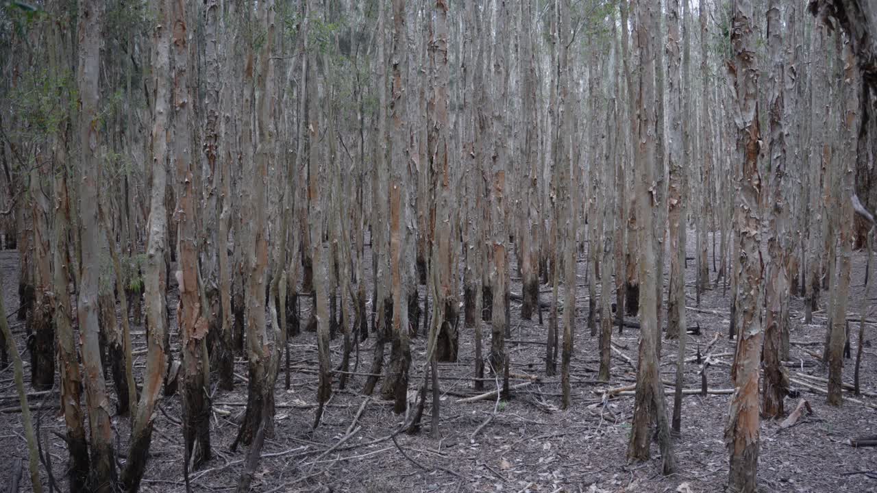 호주 에 있는 유칼립투스 나무 숲, 농장, 나무 를 재배 하는