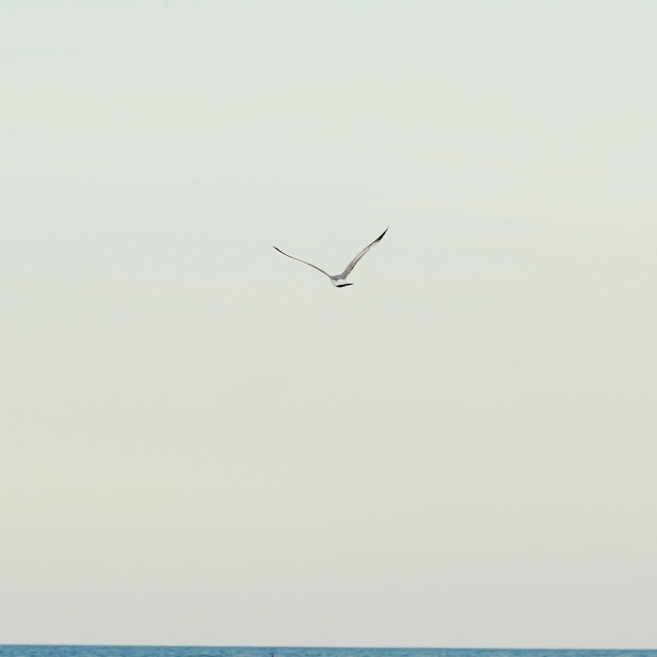 adult seagull with huge wings is flying over the sea in the summer in a warm weather on the background of a gray sky. Wonderful view of the sea. Slow motion