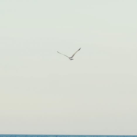 adult seagull with huge wings is flying over the sea in the summer in a warm weather on the background of a gray sky. wonderful view of the sea. slow motion