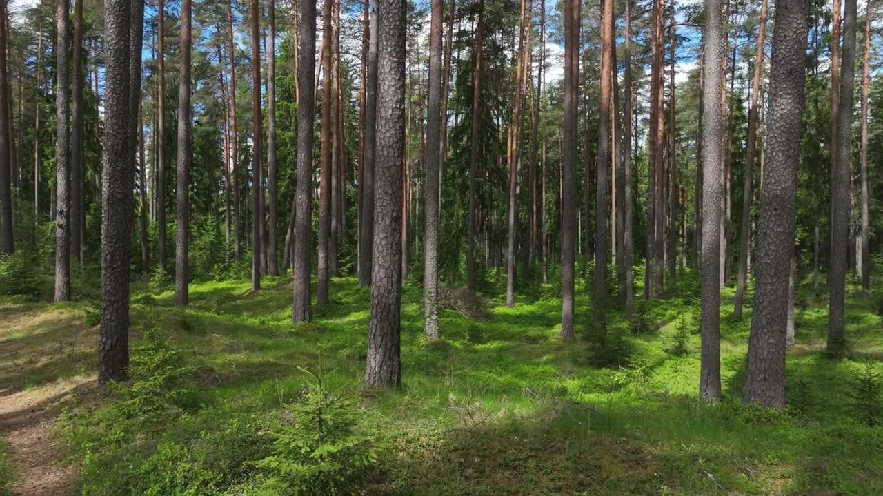 Alti tronchi di pino si ergono su un tappeto di muschio ed erba di un verde brillante in una tranquilla foresta estone.