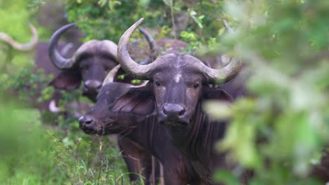 curious african buffalo herd staring, front facing, real time, close up