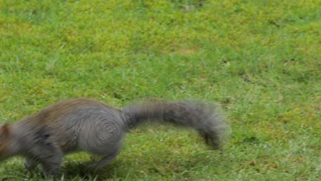 grey squirrel standing up on grass searching for nuts then eats one