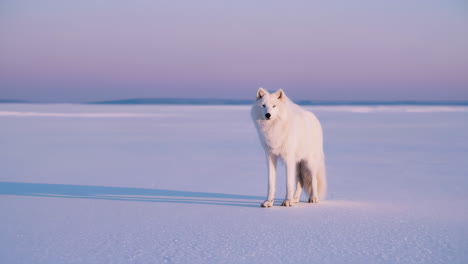 arctic wolf in a snowy landscape