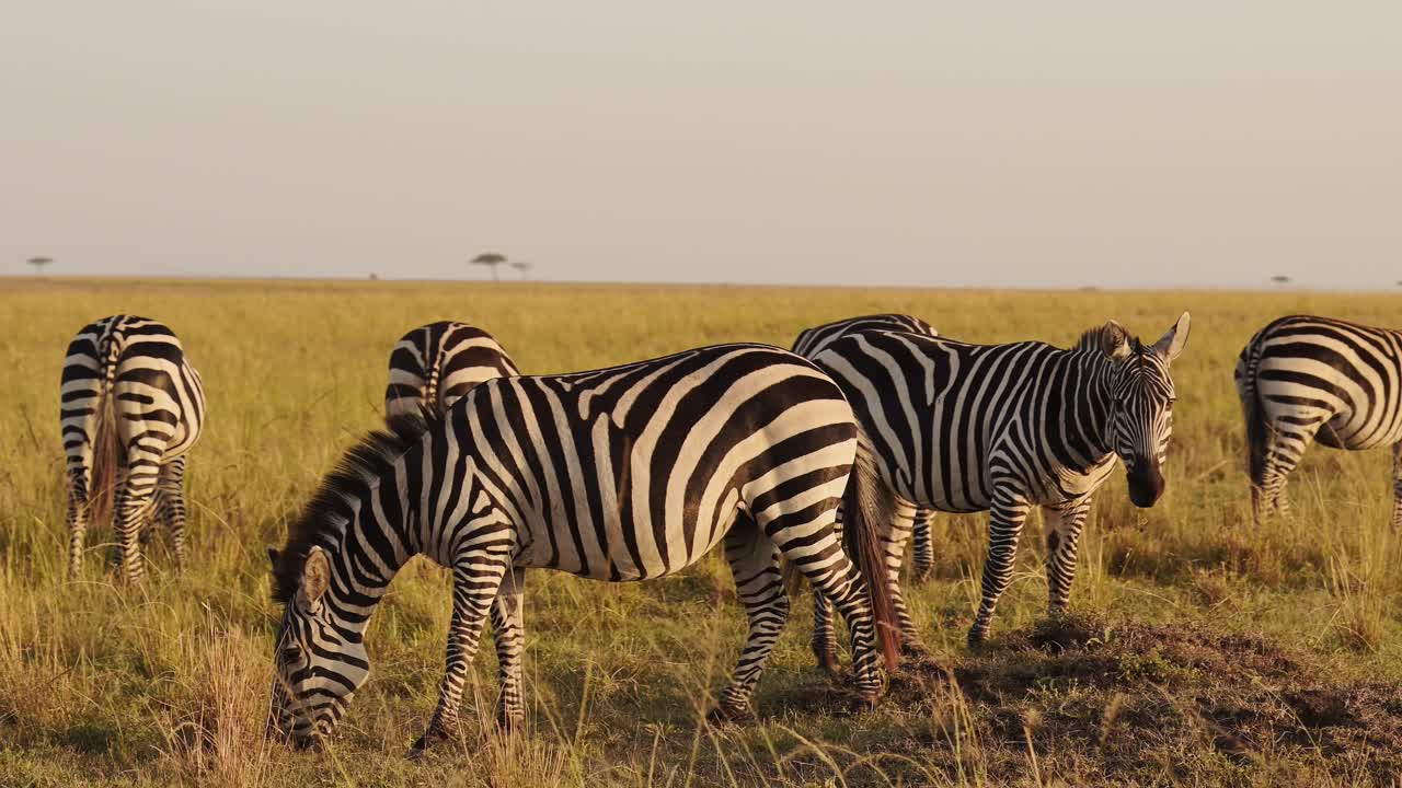 Slow Motion of African Wildlife, Zebra Herd Grazing Savanna, Animals on Africa Safari in Masai Mara in Kenya at Maasai Mara, Beautiful Golden Hour Sunset Sun Light, Steadicam Tracking Shot