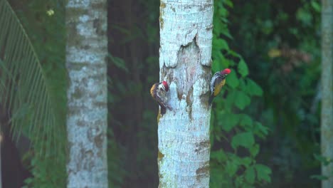 Un-Pájaro-Carpintero-Está-Sentado-En-La-Rama-De-Un-árbol