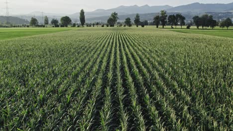 rows of corn stalks against swiss alps silhouette