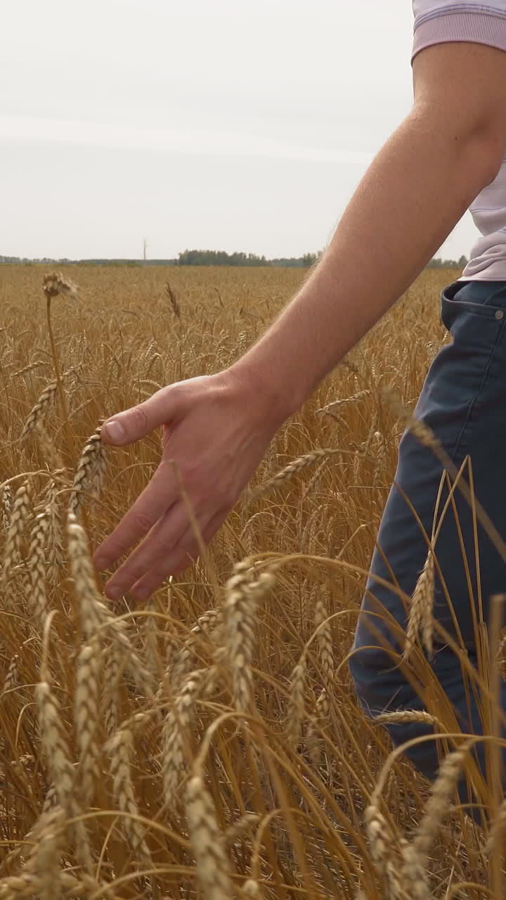 Agronomist enjoys great cereal crop walking across golden field on summer day closeup. Wheat cultivating. Agricultural products manufacturing