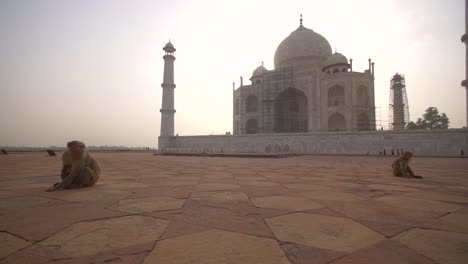 Mother-and-Infant-Monkeys-by-the-Taj-Mahal