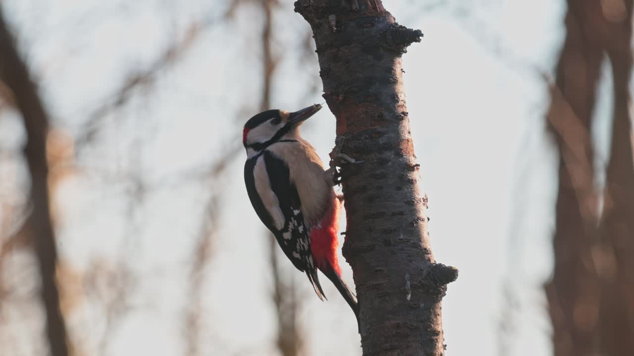 A great spotted woodpecker (Dendrocopos major) clinging to the trunk of a tree, illuminated by soft sunlight.