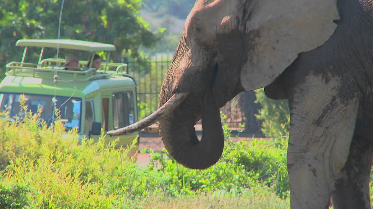 사파리에서 구경꾼들이 사진을 찍는 동안 코끼리가 자랑스럽게 풀을 먹고 있습니다.