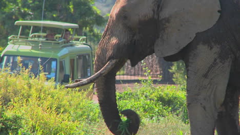 un elefante come hierba con orgullo mientras los espectadores en un safari toman fotos