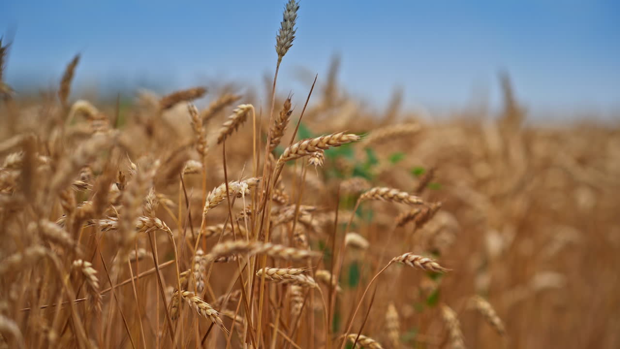 Yellow ripe spikelet of wheat swaying in the wind. Organic farming and harvesting. Wheat spikelets with ripe grains inside close up.