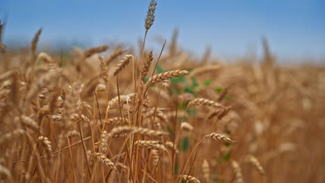 yellow ripe spikelet of wheat swaying in the wind. organic farming and harvesting. wheat spikelets with ripe grains inside close up.