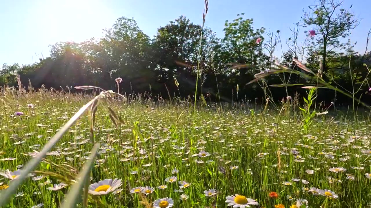 Lavvinkelbilde av en solbelyst markblomsteng med tusenfryd som svaier i vinden.