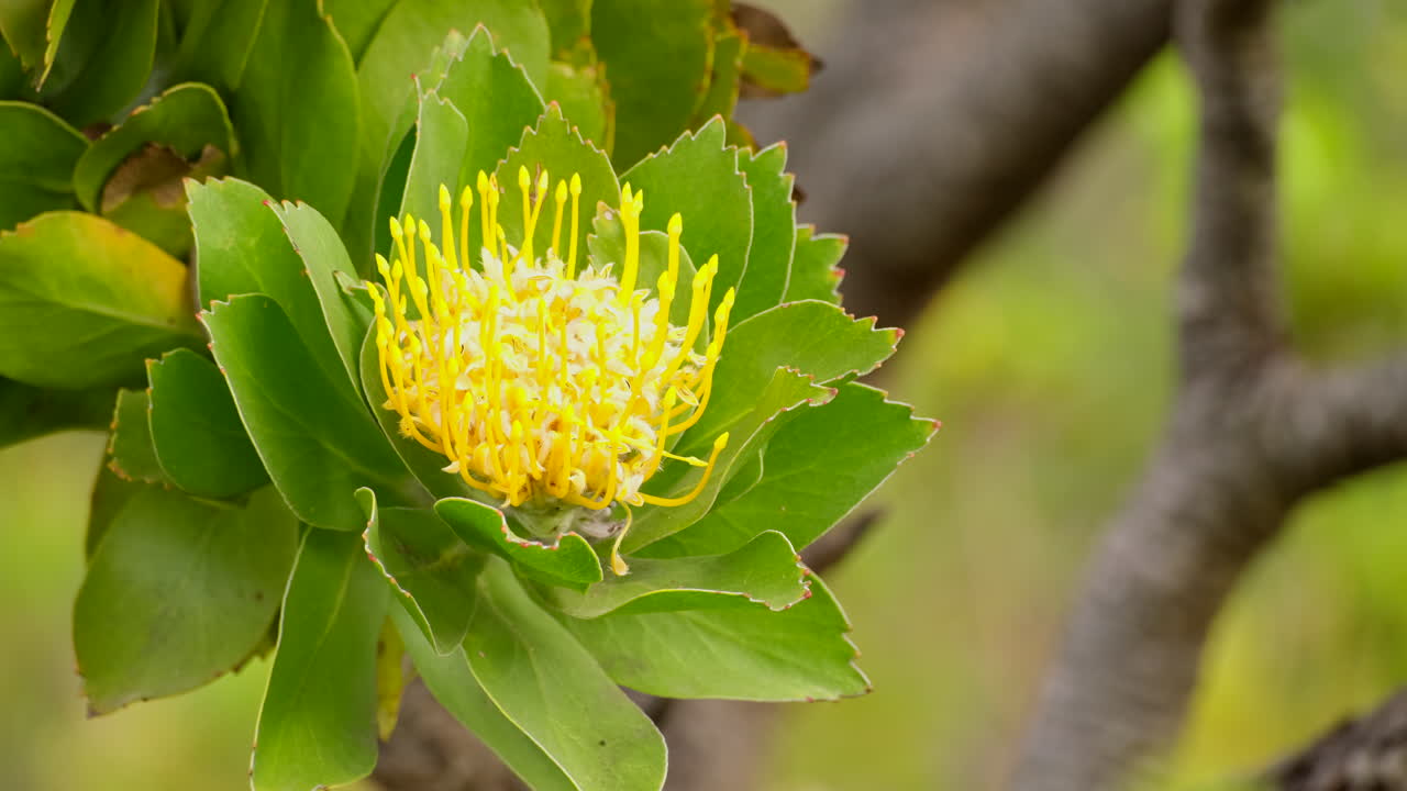 Close-up of a Yellow Pincushion Protea Flower