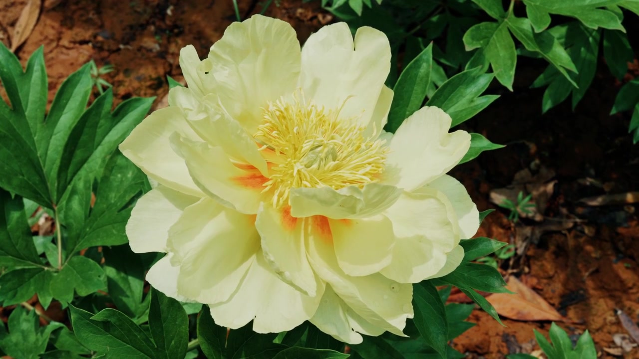 Uno scatto ravvicinato stabile dall'alto di un'unica fioritura di peonia giallo chiaro con un denso nucleo dorato di stami, che sboccia in un'aiuola presso il Giardino Botanico del Sito Sui-Tang a Luoyang, Henan, Cina.