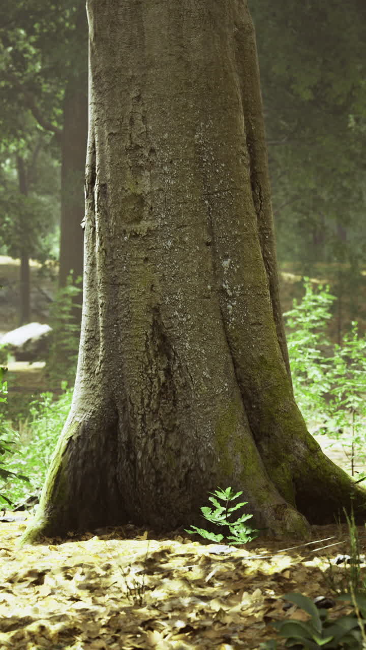 Sunlight filters through tall trees in a peaceful forest setting