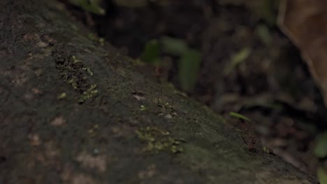 A line of leafcutter ants (genus Atta) carries fragments of leaves along a branch at Sirena Station, located in Corcovado National Park, Costa Rica