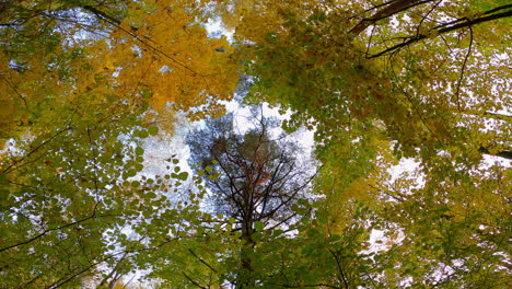 view of the autumn trees from the bottom up