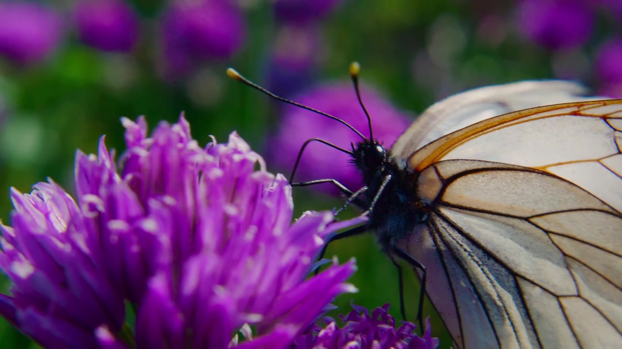 Delicada mariposa blanca se posa en una flor morada. Sus alas son semitransparentes, con bordes de color marrón anaranjado. La mariposa mueve suavemente sus antenas, explorando los pétalos.