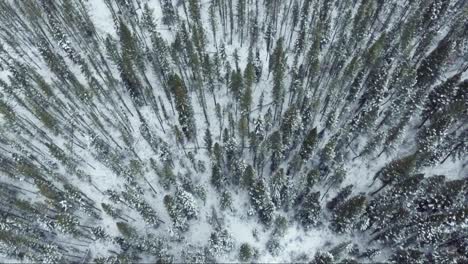 mirando hacia abajo en el denso bosque nevado