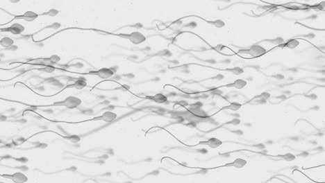 moving egg cell being fertilized by sperm