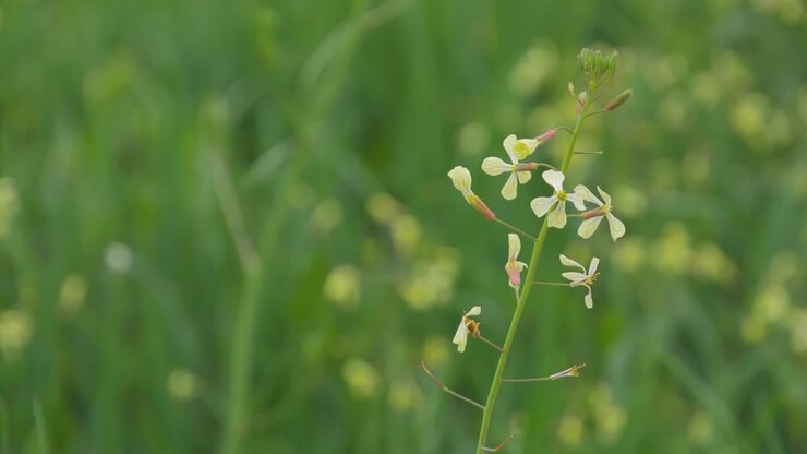 wild flower with green blur background