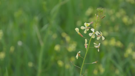 flor silvestre con fondo verde borroso