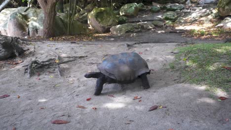 giant tortoise walking slowly on sand with boulders and trees in background