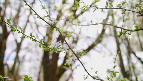 medium wide shot of a cherry tree branches with white blossom swaying in the wind, bright sunny day