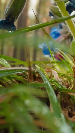 flowers bloom in forest. covered with dew pulmonaria officinalis buds lowers to ground. wind sways blades of grass in morning wood on blurred background