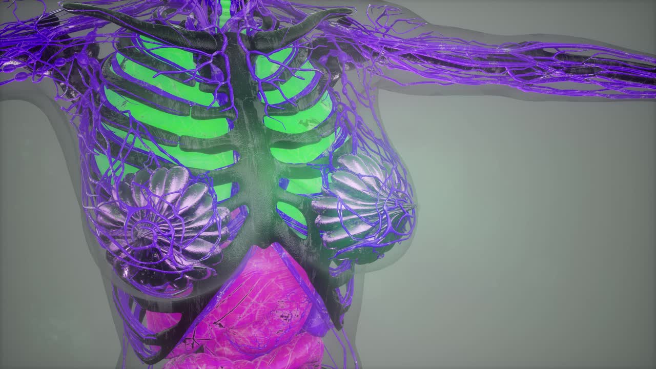 ilustración de anatomía humana con todos los órganos