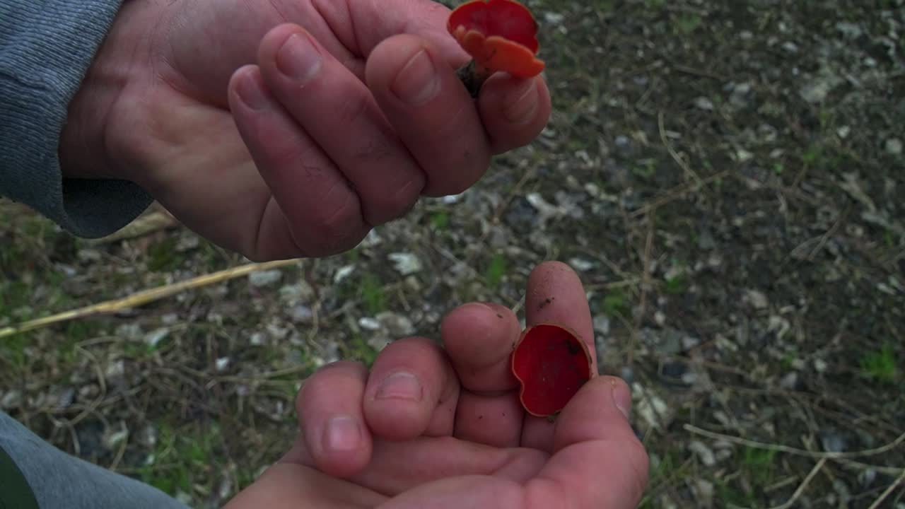A detailed macro shot capturing the vibrant, bright red cup of Sarcoscypha coccinea held in hand. Perfect for nature, biology, and artistic projects
