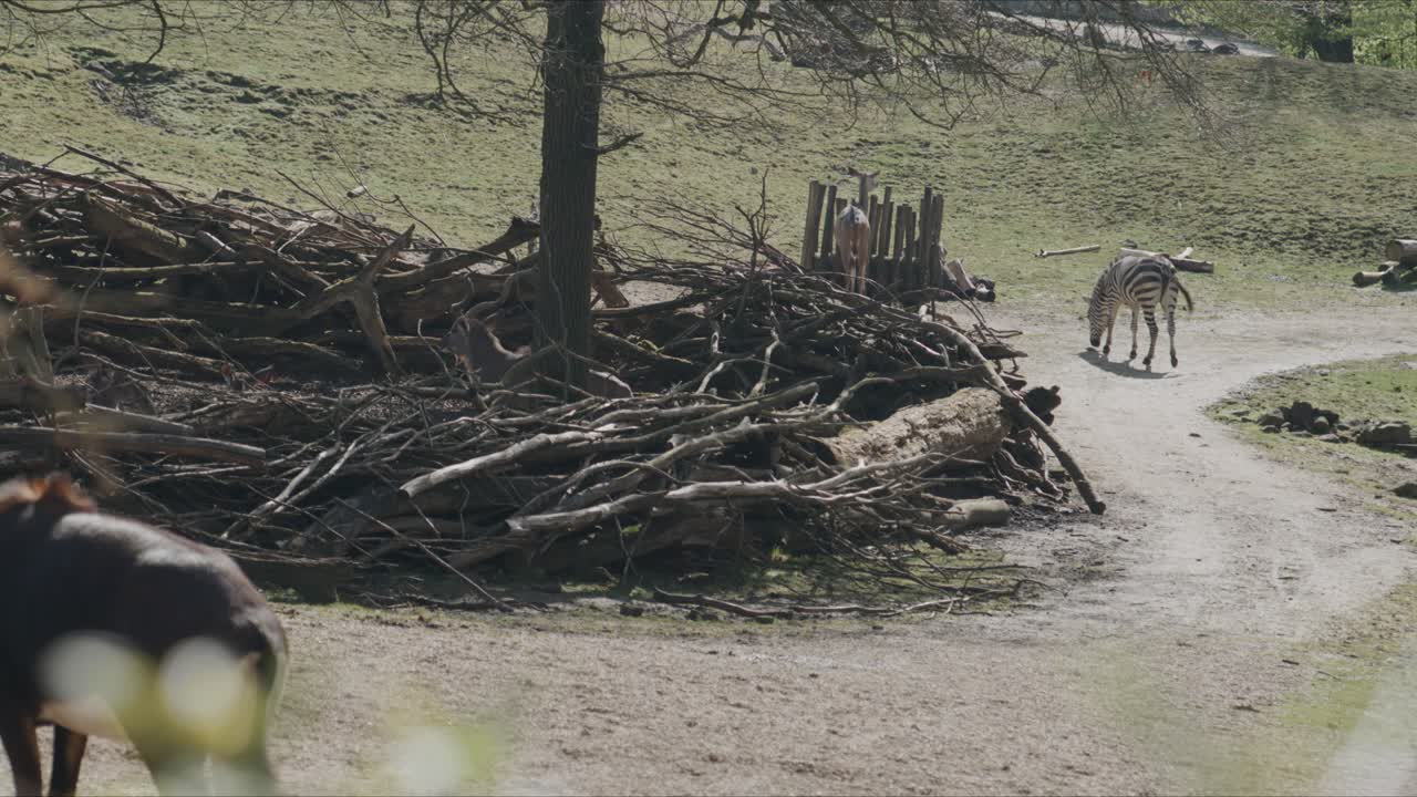 Zebra e antilope che si muovono attraverso un recinto dello zoo con tronchi, alberi e paesaggio aperto in un ambiente esterno calmo durante il giorno.