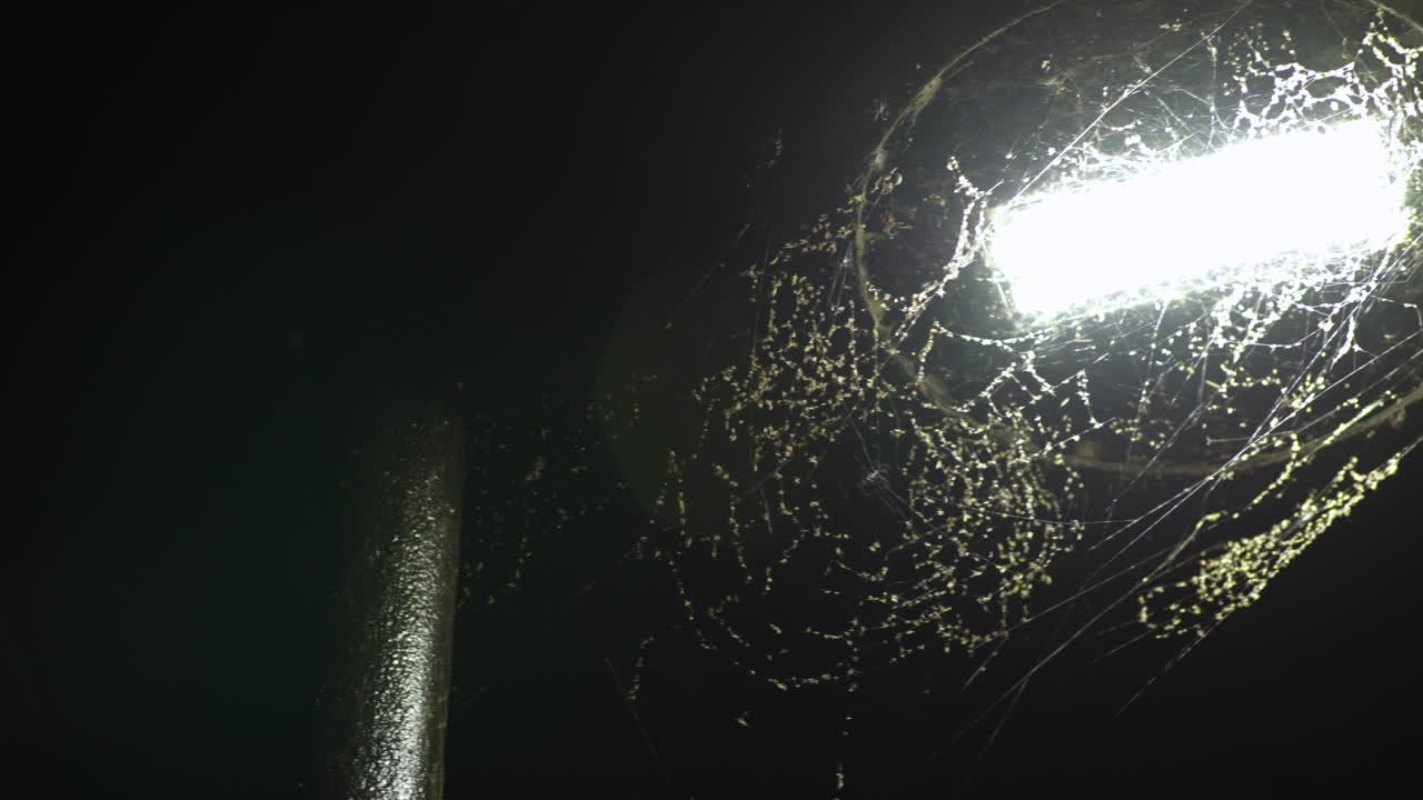 Panoramisch over een LED-straatlantaarn bedekt met spinnenwebben en insecten.