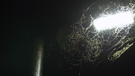 Pan-across-LED-streetlight-covered-in-spider-webs-and-bugs