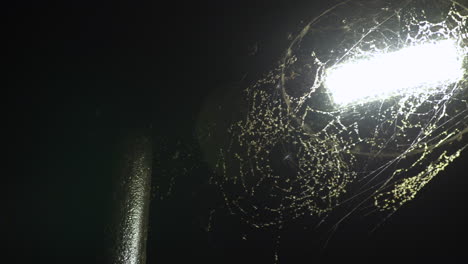 pan across led streetlight covered in spider-webs and bugs