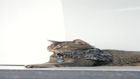 un gato tabby marrón con un pañuelo