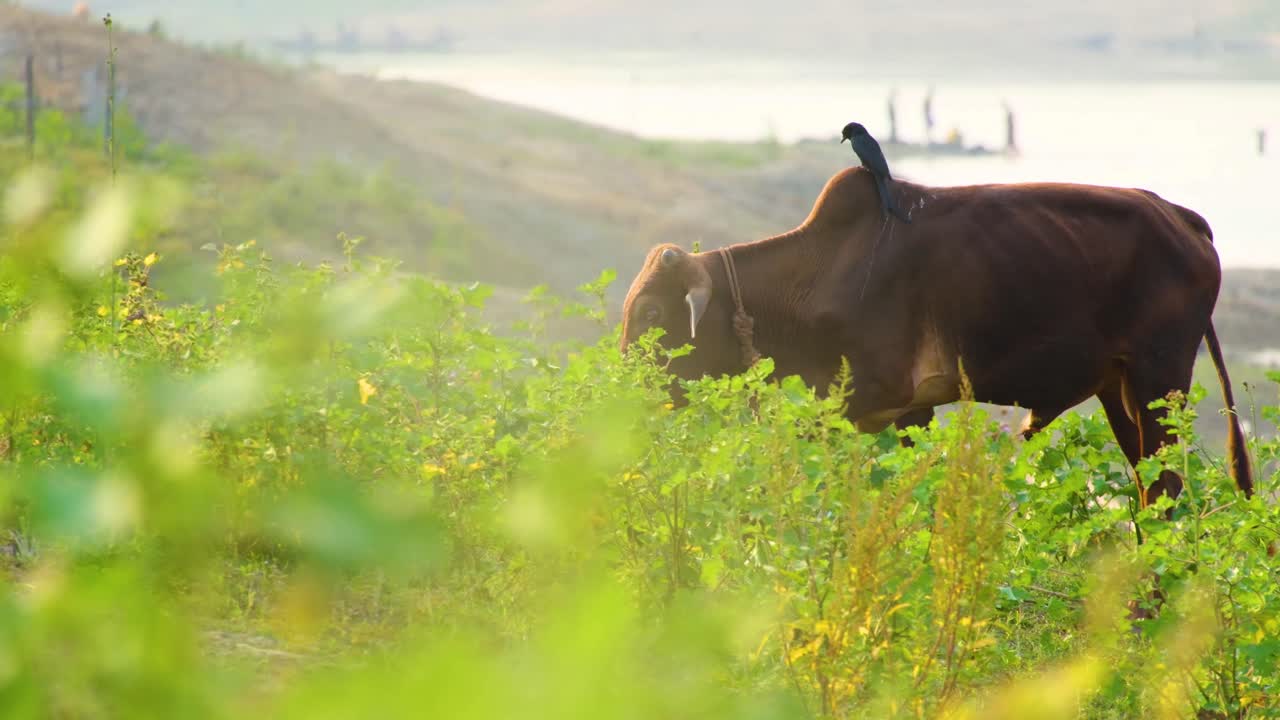 해가 지는 동안 잔디 ⁇ 에서 소 위에 서 있는 새