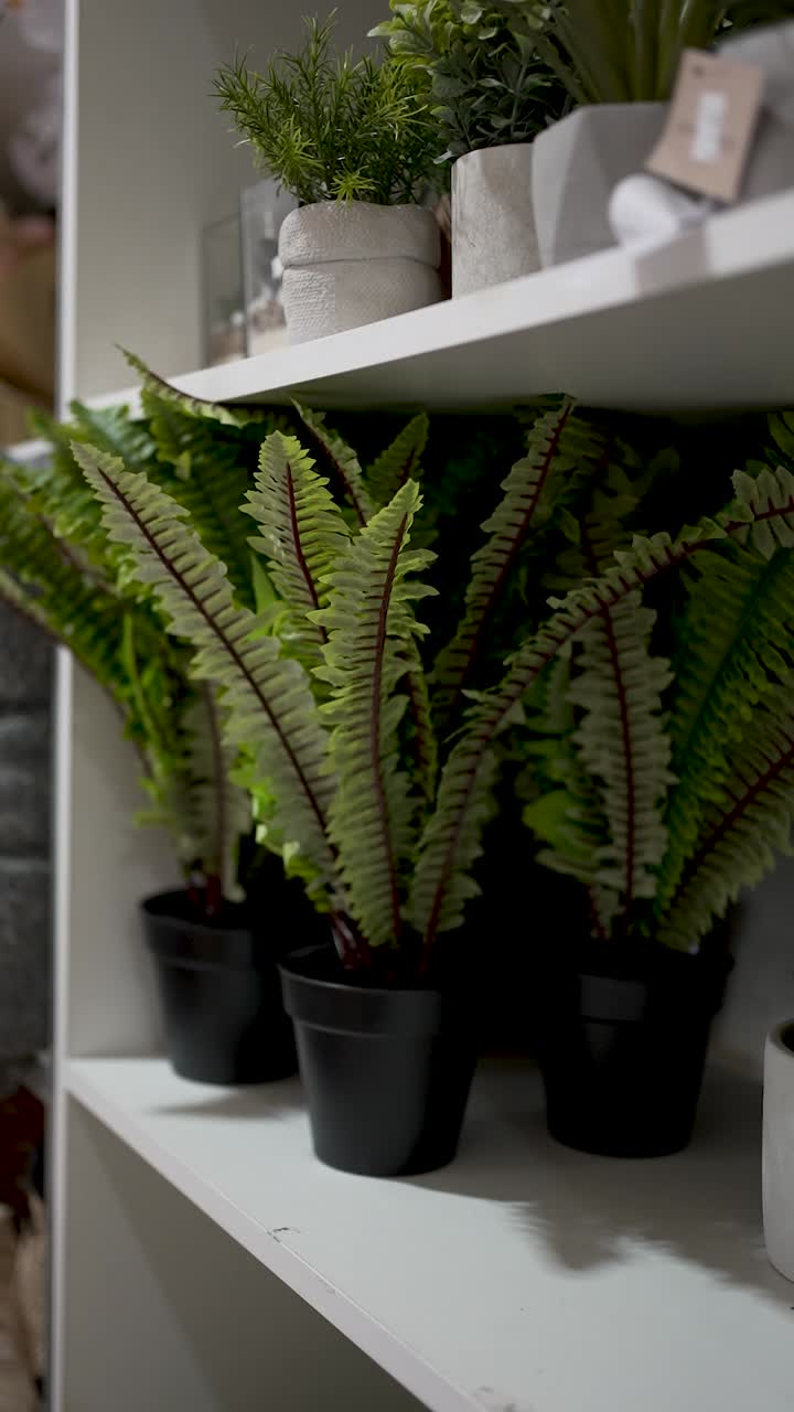 Lush green ferns are displayed in black pots on a white shelf, creating a fresh and inviting atmosphere in a cozy indoor setting, perfect for plant lovers