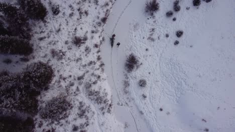 Two-people-are-pulling-christmas-tree-over-frozen-creek-in-winter-forest