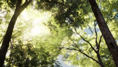 larch-forest-with-sunlight-and-shadows-at-sunrise