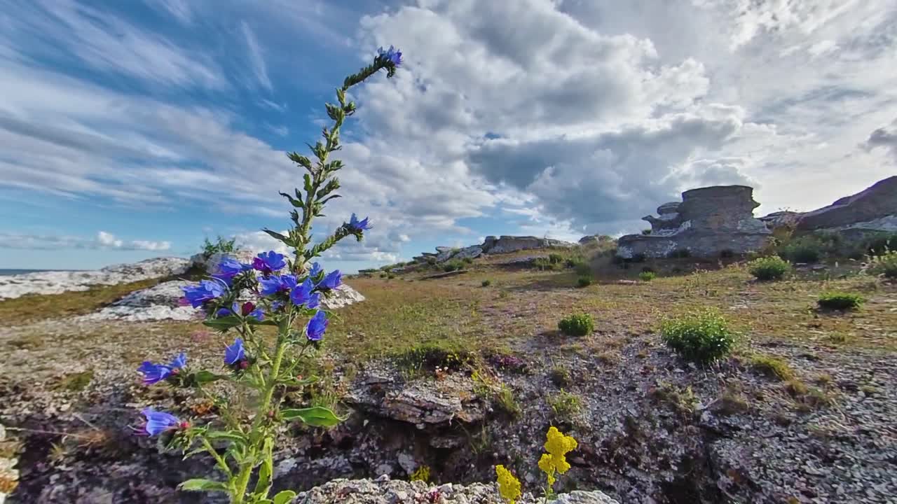 blooming wildflower blueweed, echium vulgare, con rauk en segundo plano.