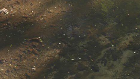 Ruhiges-Wasser-Des-Wissahickon-Creek