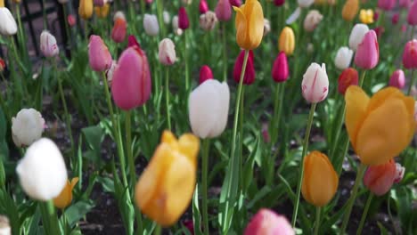 Slow-Motion-Shot-Gliding-Over-Garden-of-Colorful-Tulips